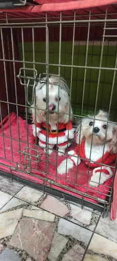 York Styl-Cztery Łapy